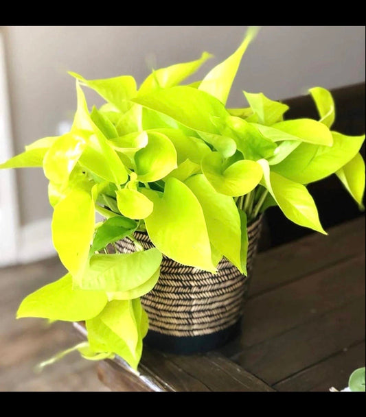 Neon Pothos starter plant **(ALL plants require you to purchase ANY 2 plants!)**