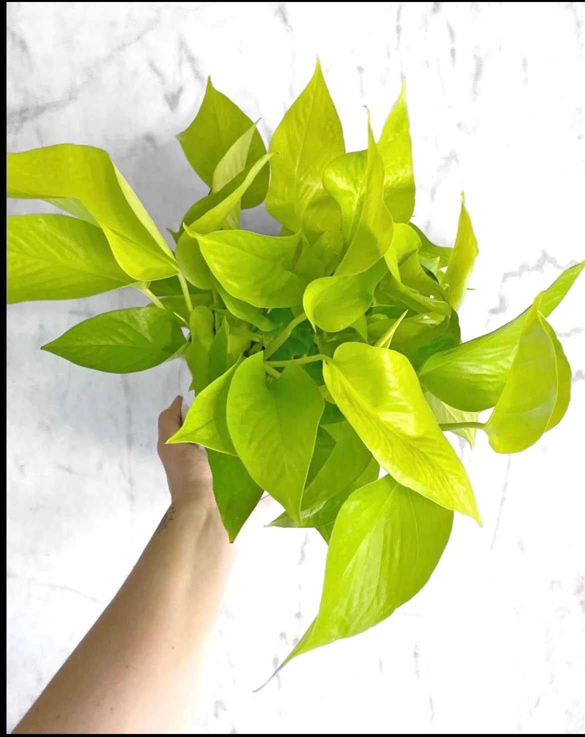 Neon Pothos 4” plant **(ALL plants require you to purchase ANY 2 plants!)**