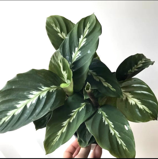 Calathea Maui queen starter plant **(ALL plants require you to purchase ANY 2 plants!)**