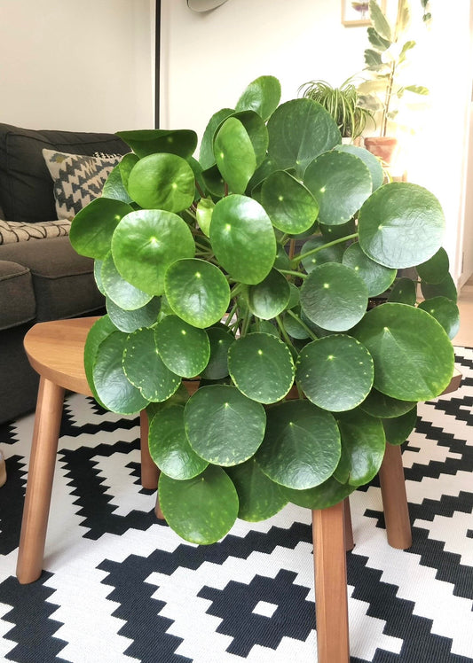 Pilea peperomioides “Chinese money” “UFO plant” 4” plant **(ALL plants require you to purchase ANY 2 plants!)**