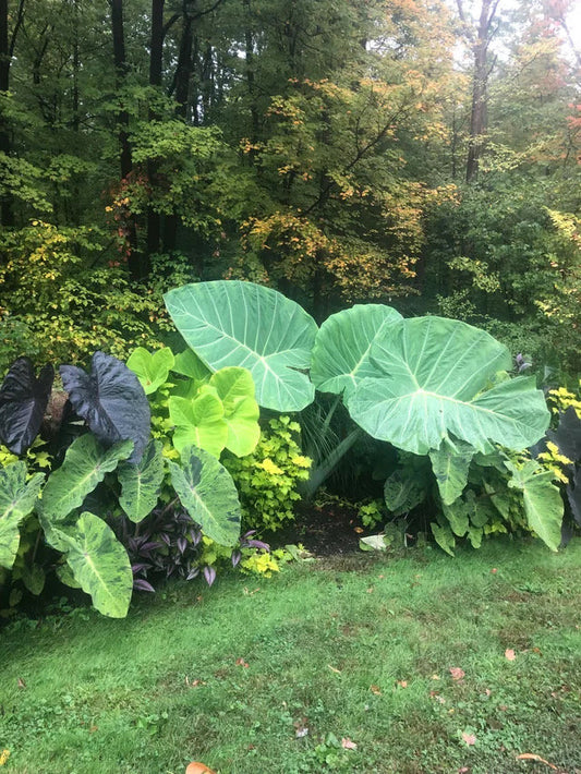 Colocasia Thailand Giant starter plant **(ALL plants require you to purchase ANY 2 plants!)**
