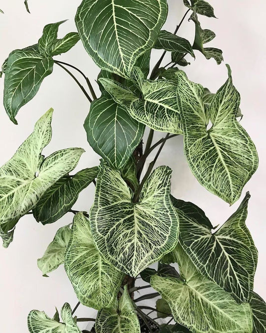 Syngonium Batik starter plant **(ALL plants require you to purchase ANY 2 plants!)**