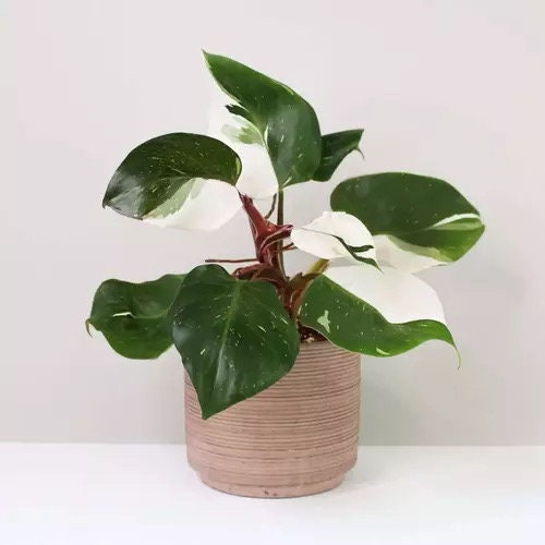 Philodendron White Knight starter plant **(ALL plants require you to purchase ANY 2 plants!)**