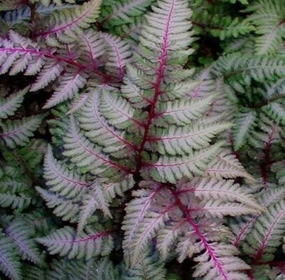 Japanese red painted fern starter plant **(ALL plants require you to purchase ANY 2 plants!)**