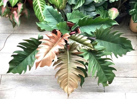 Philodendron Pluto Choco Empress starter plant **(ALL plants require you to purchase ANY 2 plants!)**