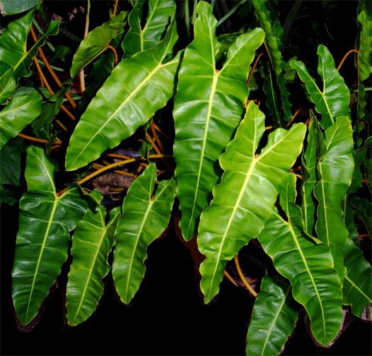 Philodendron Billietiae starter plant **(ALL plants require you to purchase ANY 2 plants!)**