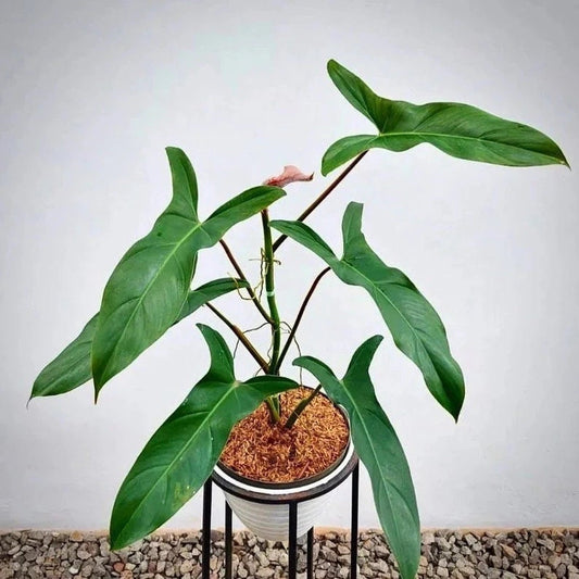Philodendron Mexicanum starter plant **(ALL plants require you to purchase ANY 2 plants!)**