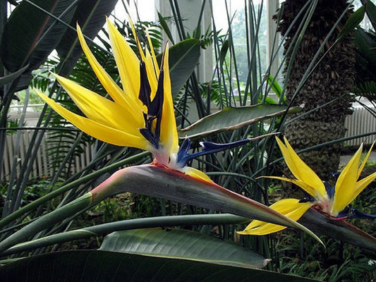 Yellow bird of paradise starter plant **(ALL plants require you to purchase ANY 2 plants!)**