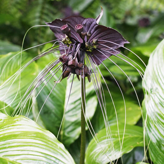 Tacca chantrieri black bat flower starter plant **(ALL plants require you to purchase ANY 2 plants!)**