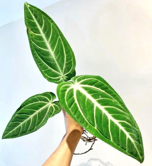 Anthurium Villanoreum starter plant **(ALL plants require you to purchase ANY 2 plants!)**