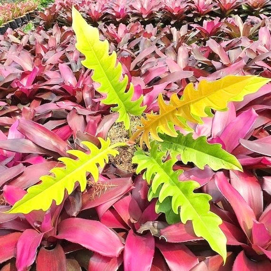 Philodendron Gold Crocodile starter plant **(ALL plants require you to purchase ANY 2 plants!)**
