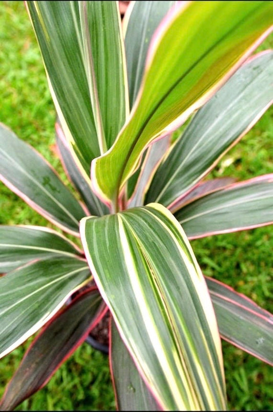 Cordylline pink diamond starter plant **(ALL plants require you to purchase ANY 2 plants!)**