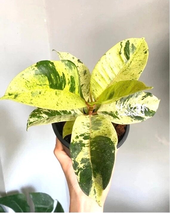 Ficus moonshine shivereana starter plant **(ALL plants require you to purchase ANY 2 plants!)**