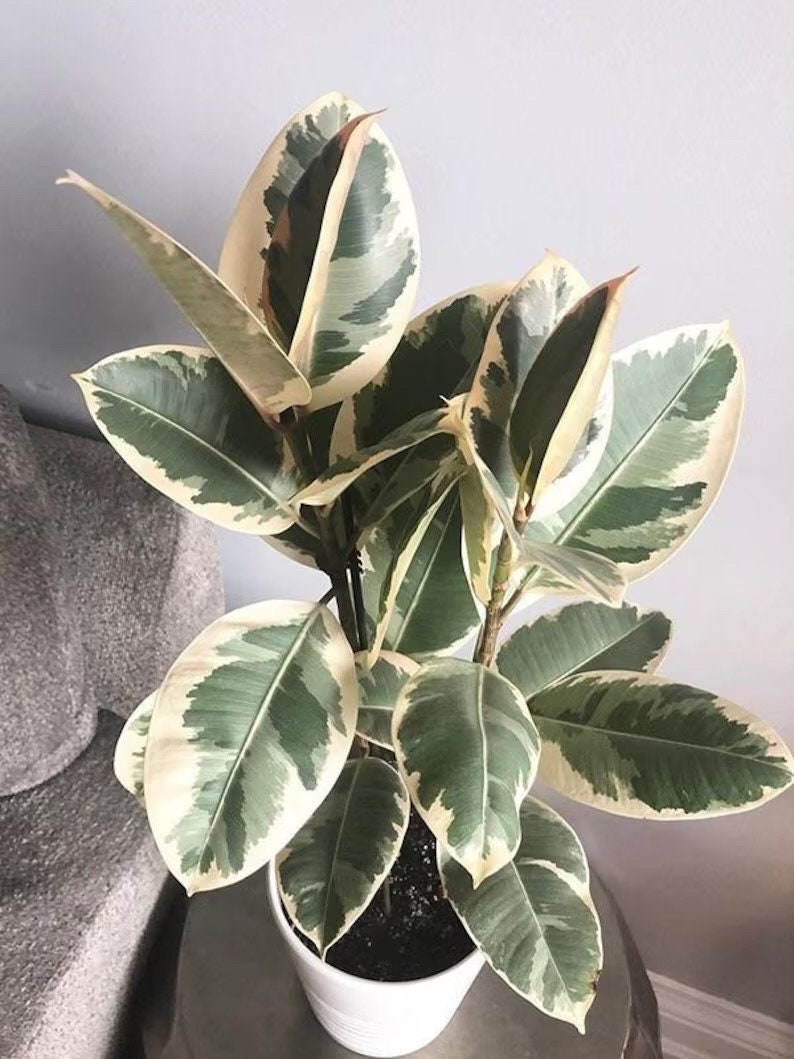Ficus Tineke rubber tree 2” plant **(ALL plants require you to purchase ANY 2 plants!)**
