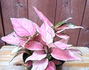 Aglaonema Favonian starter plant **(ALL plants require you to purchase ANY 2 plants!)**