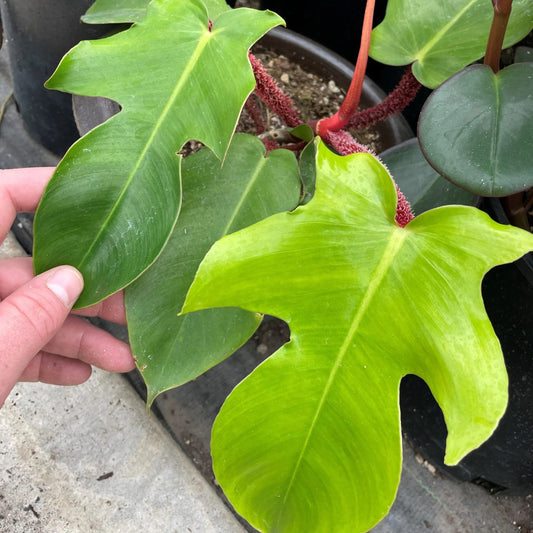 Philodendron Squamiferum starter plant **(ALL plants require you to purchase ANY 2 plants!)**