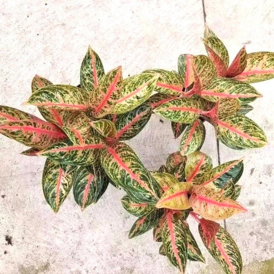 Aglaonema Sombat rare starter plant **(ALL plants require you to purchase ANY 2 plants!)**
