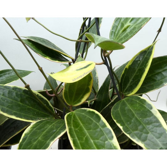 Hoya Macrophylla Variegated starter plant **(ALL plants require you to purchase ANY 2 plants!)**