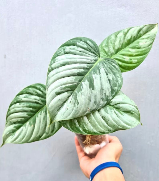 Philodendron Sodiroi starter plant **(ALL plants require you to purchase ANY 2 plants!)**
