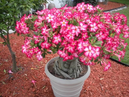 Desert rose Pink adenium obesum starter plant **(ALL plants require you to purchase ANY 2 plants!)**