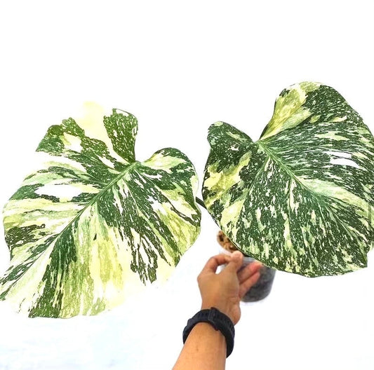 Monstera Thai Constellation XL  starter plant **(ALL plants require you to purchase ANY 2 plants!)**