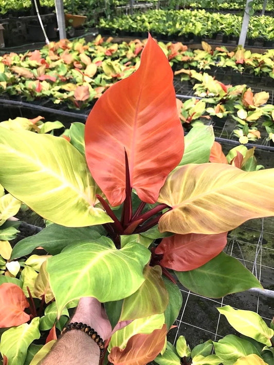 Philodendron Mccolleys Finale starter plant **(ALL plants require you to purchase ANY 2 plants!)**