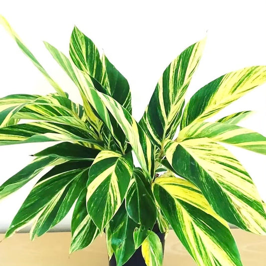 Variegated Ginger Alpina Zerumbet starter plant **(ALL plants require you to purchase ANY 2 plants!)**