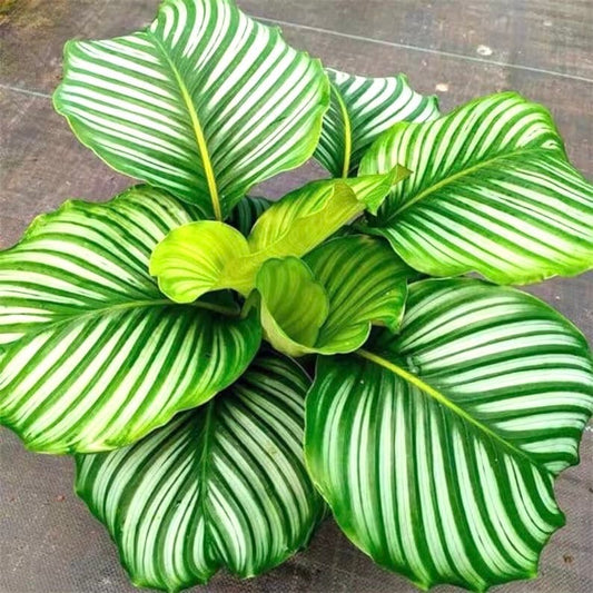 Calathea Orbifolia starter plant **(ALL plants require you to purchase ANY 2 plants!)**