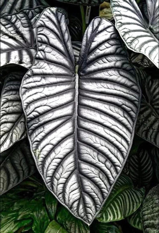 Alocasia Nebula imperialis starter plant **(ALL plants require you to purchase ANY 2 plants!)**