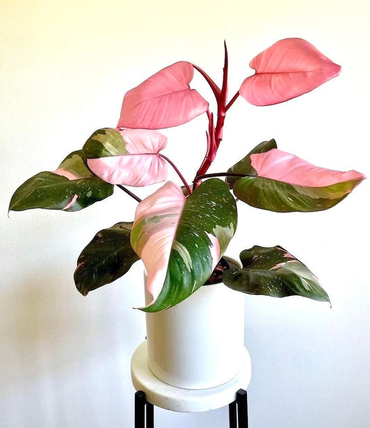 Philodendron pink princess TC starter plant **(ALL plants require you to purchase ANY 2 plants!)**