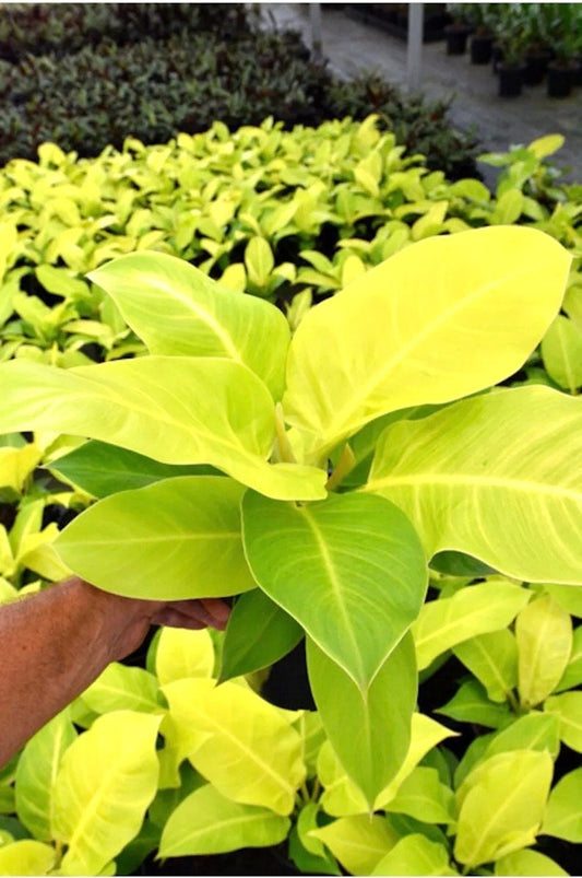 Philodendron Moonlight starter plant **(ALL plants require you to purchase ANY 2 plants!)**