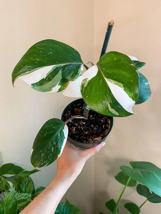 Philodendron Punctata white starter plant **(ALL plants require you to purchase ANY 2 plants!)**