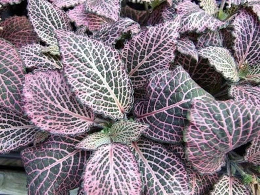 Fittonia Pink nerve starter plant **(ALL plants require you to purchase ANY 2 plants!)**