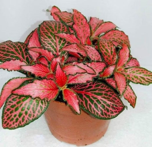 Fittonia Red nerve starter plant **(ALL plants require you to purchase ANY 2 plants!)**