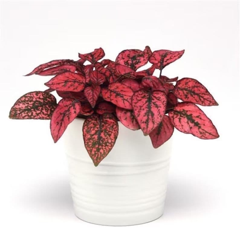 Hypoestes Red starter plant **(ALL plants require you to purchase ANY 2 plants!)**