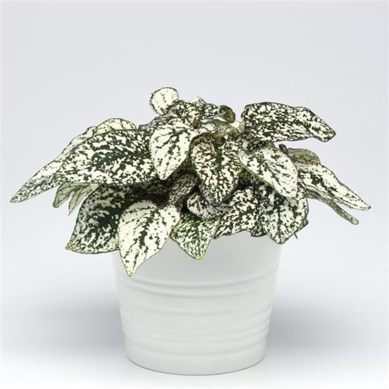 Hypoestes White starter plant **(ALL plants require you to purchase ANY 2 plants!)**