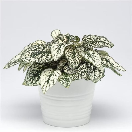 Hypoestes White starter plant **(ALL plants require you to purchase ANY 2 plants!)**