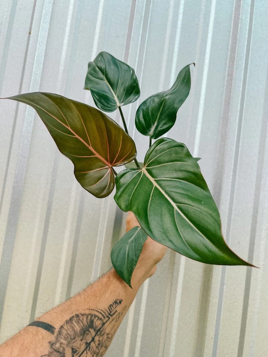 Philodendron Summer Glory starter plant **(ALL plants require you to purchase ANY 2 plants!)**