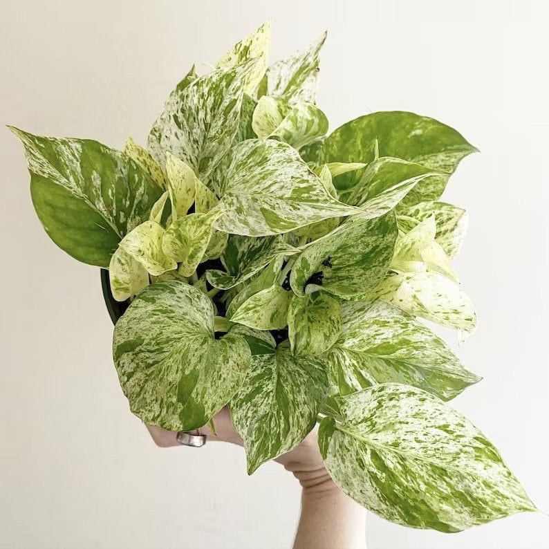 Pothos Marble Queen 4” plant **(ALL plants require you to purchase ANY 2 plants!)**