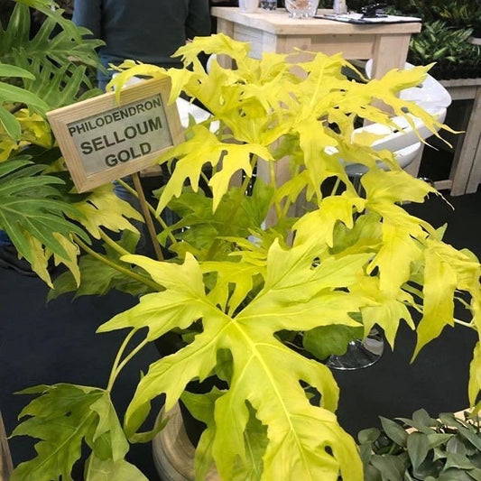 Philodendron Selloum Gold starter plant **(ALL plants require you to purchase ANY 2 plants!)**
