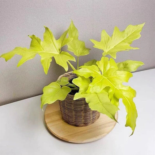 philodendron warscewiczii aurea flavum Starter Plant (ALL STARTER PLANTS require you to purchase 2 plants!)**