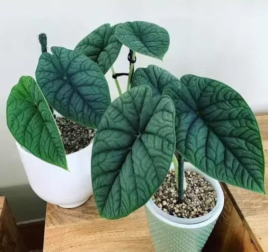 Alocasia Melo starter plant **(ALL plants require you to purchase ANY 2 plants!)**