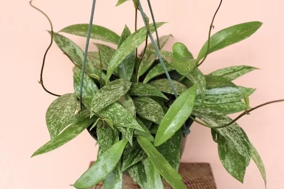 Hoya Pubicalyx silver splash starter plant **(ALL plants require you to purchase ANY 2 plants!)**