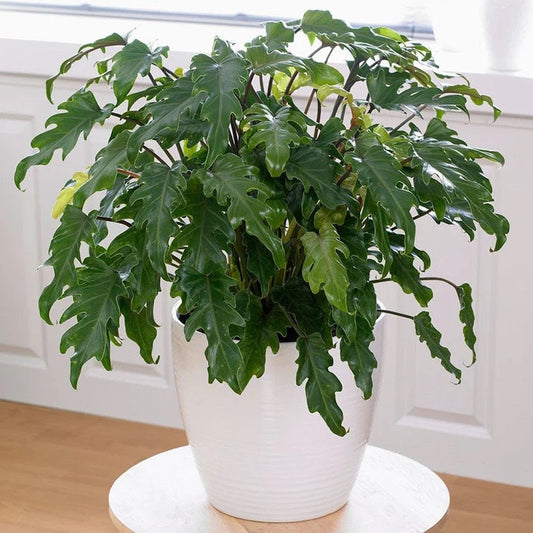 Philodendron Enzie Xanadu starter plant **(ALL plants require you to purchase ANY 2 plants!)**