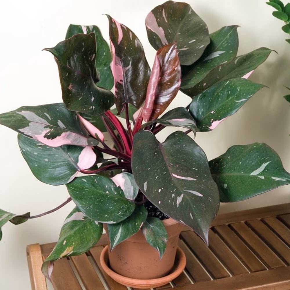 Philodendron Burgundy princess starter plant **(ALL plants require you to purchase ANY 2 plants!)**