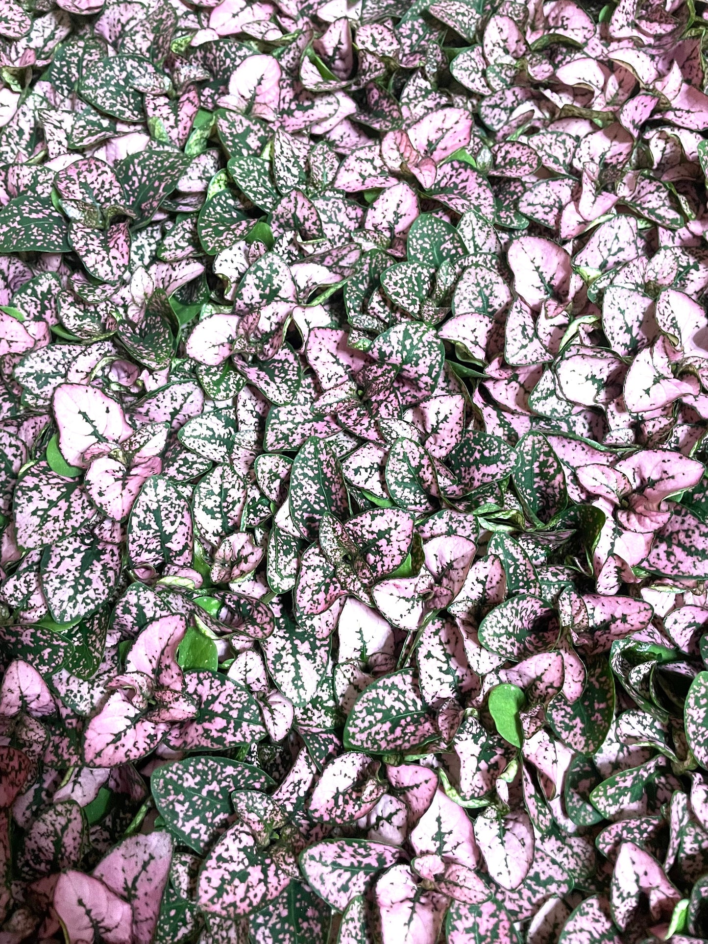 Hypoestes pink “pink polka dot” starter plant **(ALL plants require you to purchase ANY 2 plants!)**