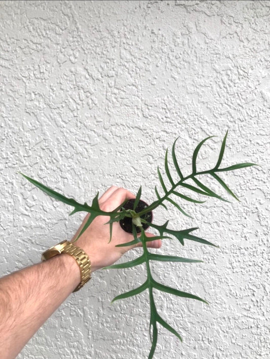 Philodendron Tortum 2” plant **(ALL plants require you to purchase ANY 2 plants!)**