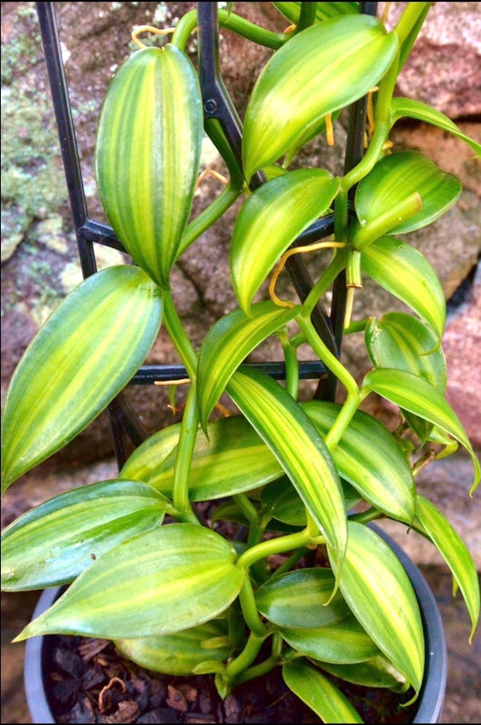 Variegated Vanilla planiforia bean jewel orchid starter plant **(ALL plants require you to purchase ANY 2 plants!)**