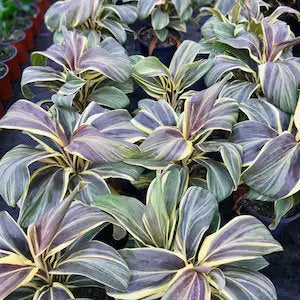 Cordylline chocolate queen starter plant **(ALL plants require you to purchase ANY 2 plants!)**