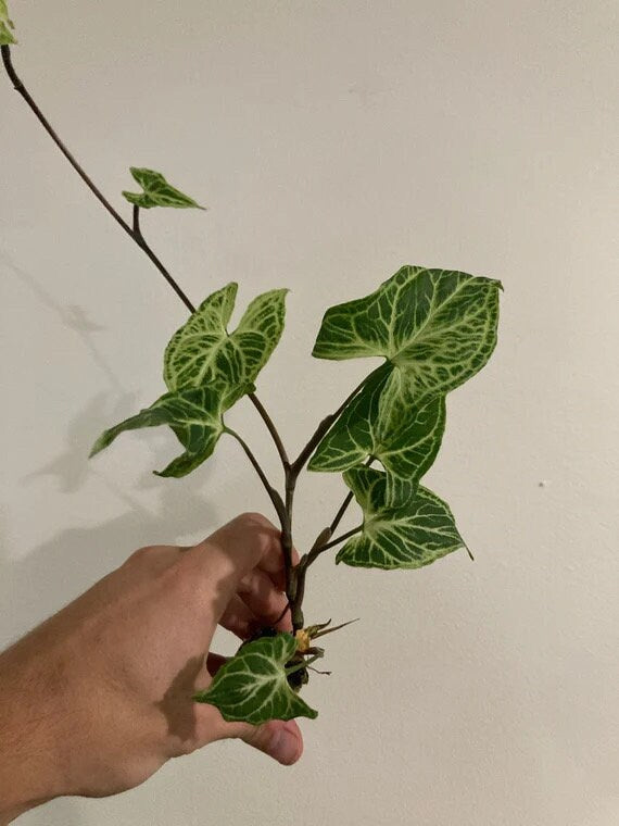 Syngonium Batik Vining starter plant **(ALL plants require you to purchase ANY 2 plants!)**